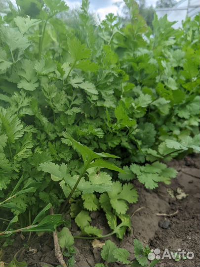 Вишня, крыжовник, травы, овощи