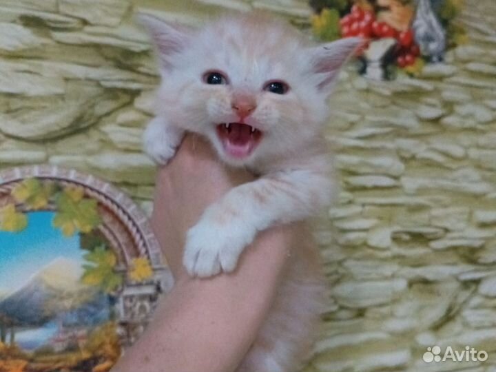 Сибирская кошка отдам