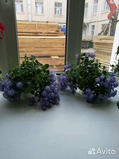 Кампанула махровая(любовник)