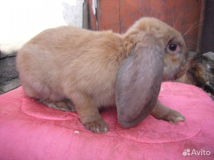 Кролики для разведения- Строкачи.и не только