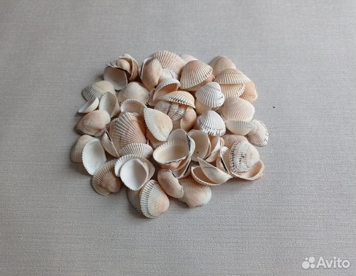 Ракушки с моря