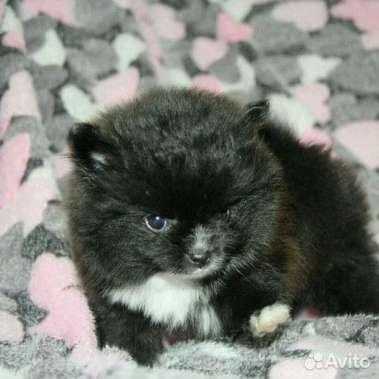 Очаровательные щенки