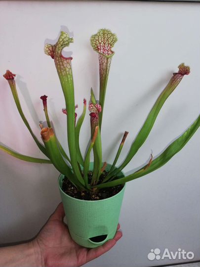 Росянка, саррацения хищные растения