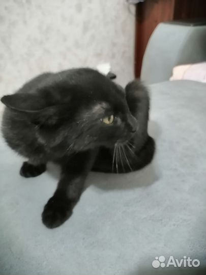 Кошка в дар бесплатно