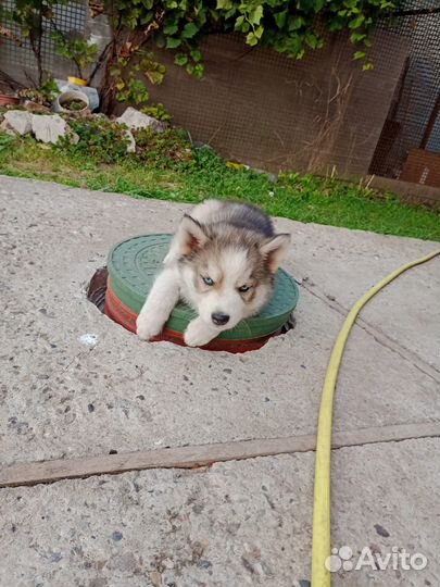 Щенки хаски