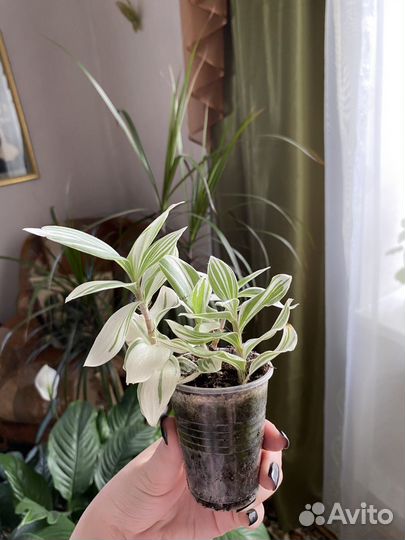 Традесканция