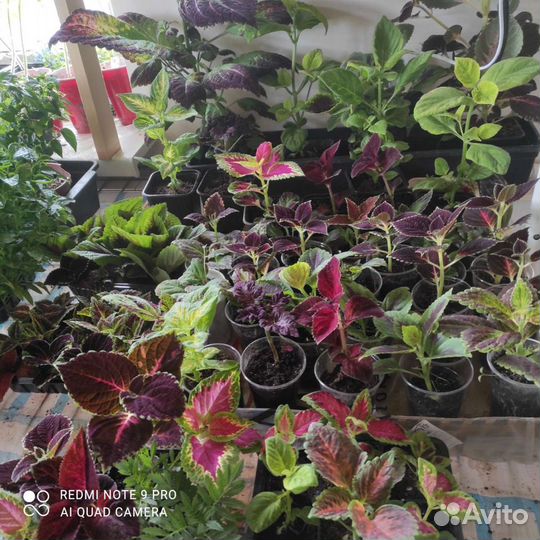 Колеусы, бегонии