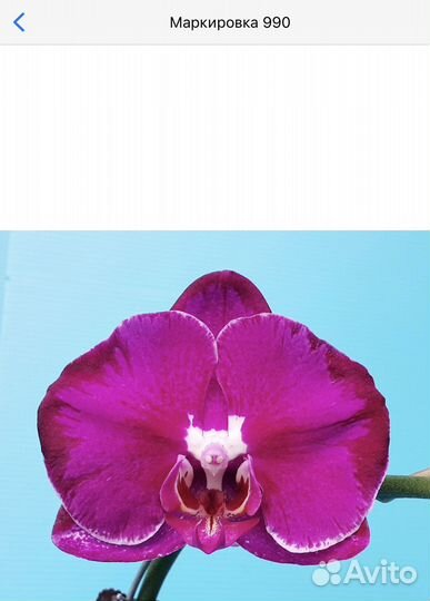 Орхидеи на подарок