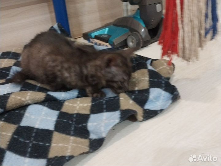 Отдам котенка в добрые руки