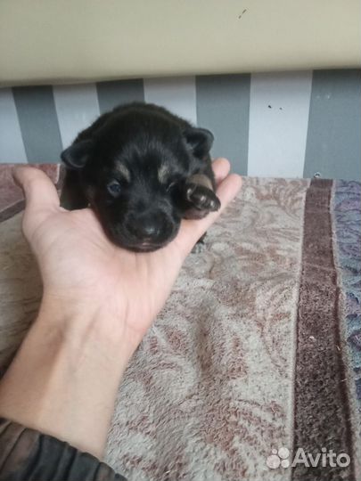 Отдам щенков в добрые руки