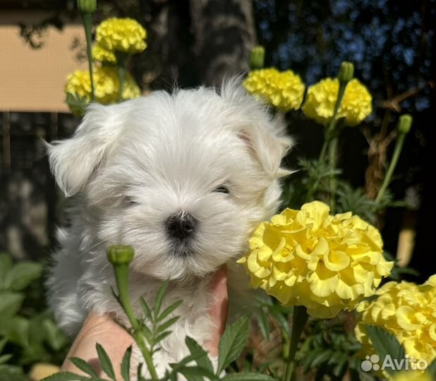 Домашние животные собаки щенки