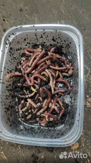 Черви красные