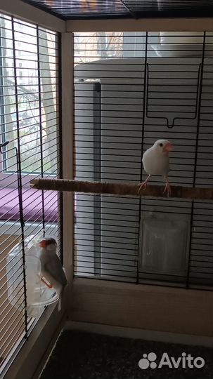 Рисовые амадины с клеткой