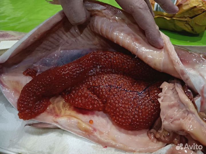 Форель розница