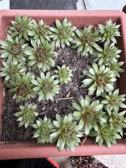 Суккуленты