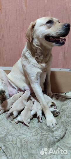 Щенки лабрадора родились 6 июня