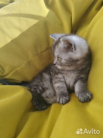 Шотландский котик