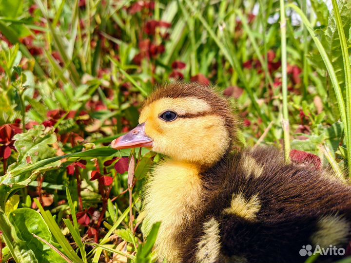 Индоутки взрослые, маленьких пока нет