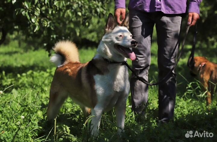 Бывшедомашняя Сьюзи ищет дом