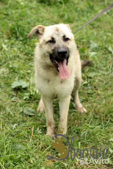 Замечательный пес Грей