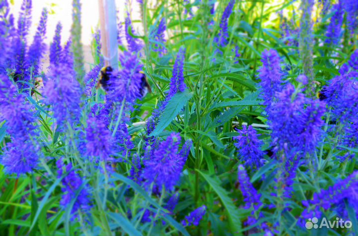 Садовые цветы и растения