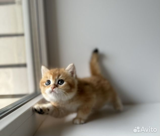 Кошка золотая шиншилла