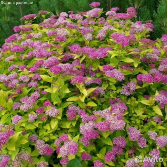 Продаю растения для сада и клумбы