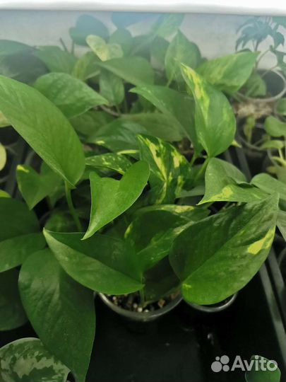 Сциндапсусы и эпипремнумы