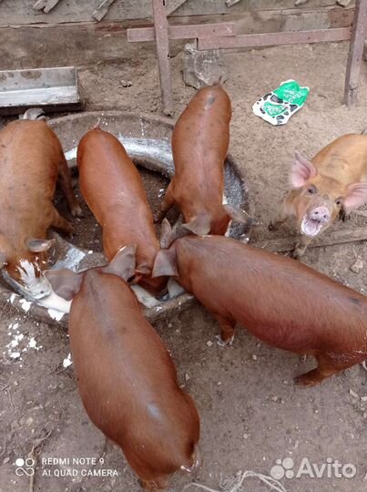 Поросята.Хряк на вязку