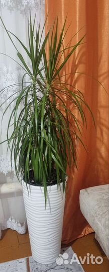 Комнатные цветы драцена