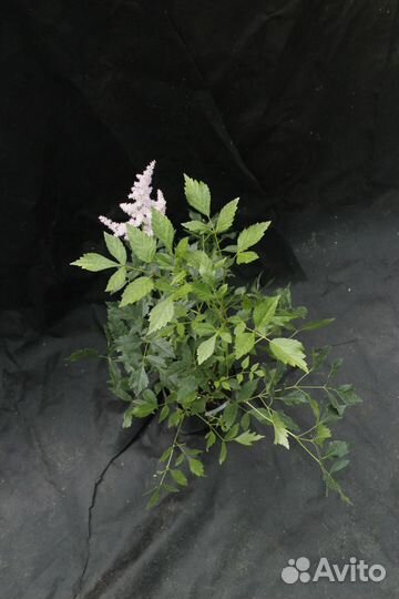 Астильба Арендса Америка