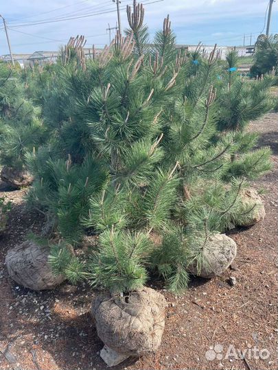 Сосна черная