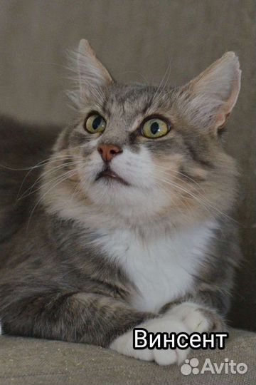 Винсент хочет домой