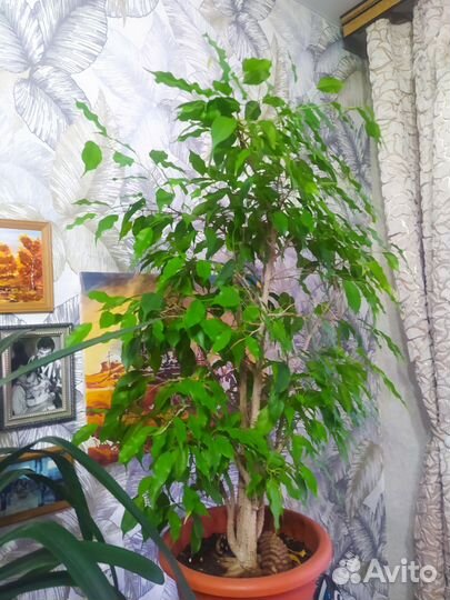 Фикус