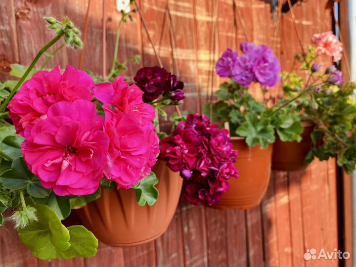 Пеларгонии