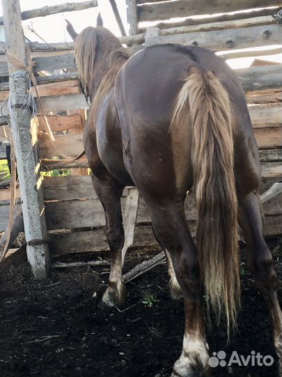 Лошадь жеребец