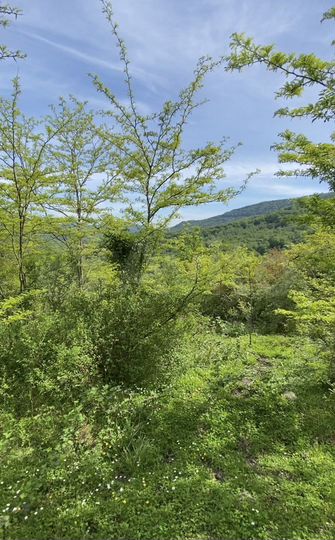 Участок 15 сот. (ИЖС)