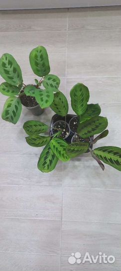 Комнатные растения