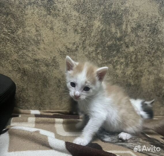 Отдам котят в добрые руки