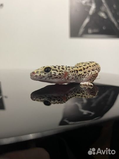 Эублефар самка