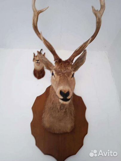 Голова оленя