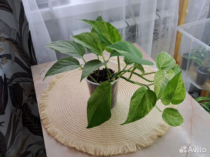 Сциндапсус,эпипремнум