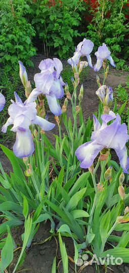 Ирисы