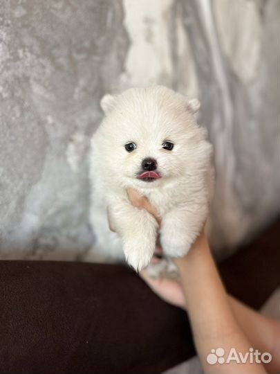Щенки шпица