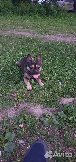 Французский бульдог вязка