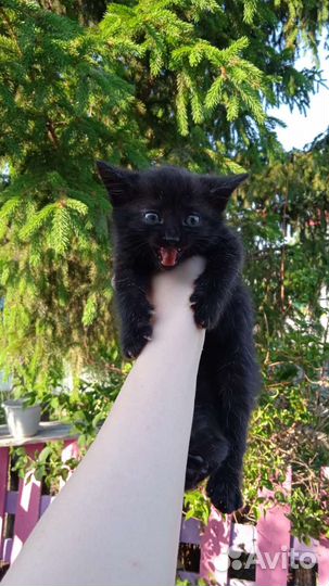 Пасхальные котята