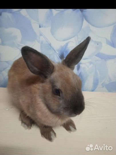 Декоративные кролики