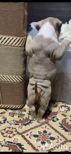 Американский булли щенки