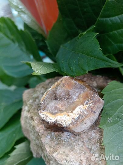 Окаменелости