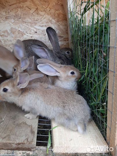 Кролики серый великан Кубинка, Дорохово, Болтино